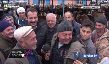 Bereket TV - Hayvan Pazarı - Samsun / Vezirköprü