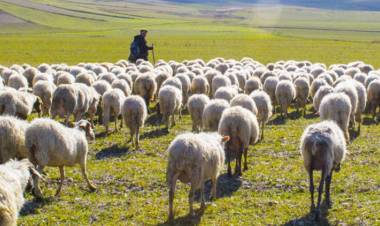 Çobanlık İçin Teşvik Hibesi :  5.000 TL