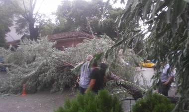 Fırtına Nedeniyle Çarşı Merkezinde Ağaç Devrildi