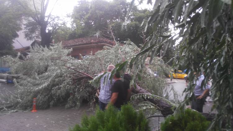 Fırtına Nedeniyle Çarşı Merkezinde Ağaç Devrildi