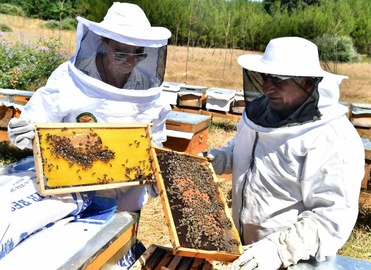 Arıcılar, Kimyasallara Karşı Uyarıldı